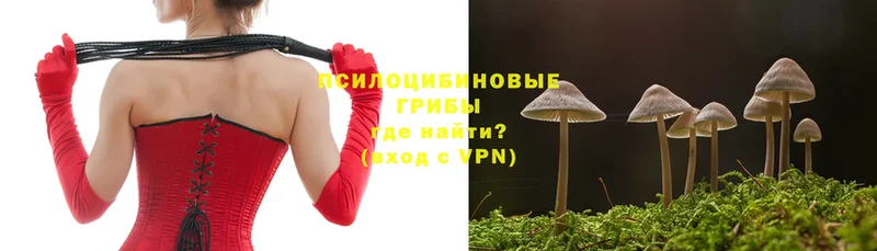 дарнет шоп  Заинск  Псилоцибиновые грибы Magic Shrooms 